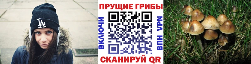где продают наркотики OMG tor Галлюциногенные грибы Magic Shrooms Калач-на-Дону